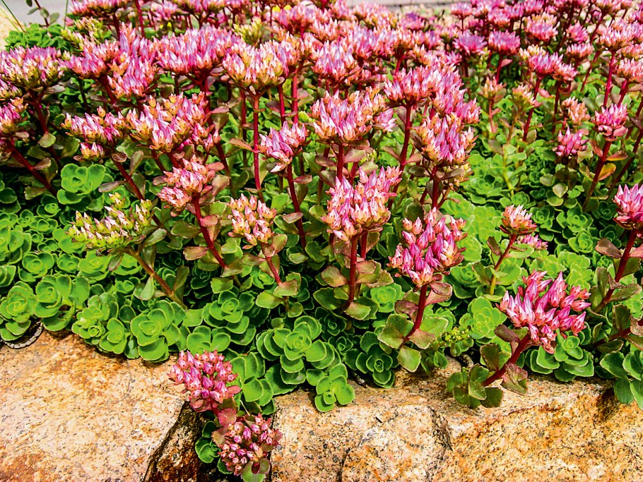 Очиток ложный (Sedum spurium &#96;Roseum&#96;)