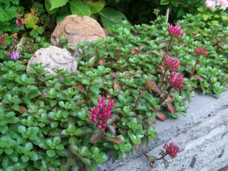 Очиток ложный (Sedum spurium &#96;Roseum&#96;)