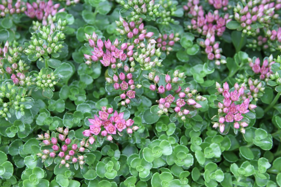 Седум ложный Розеум