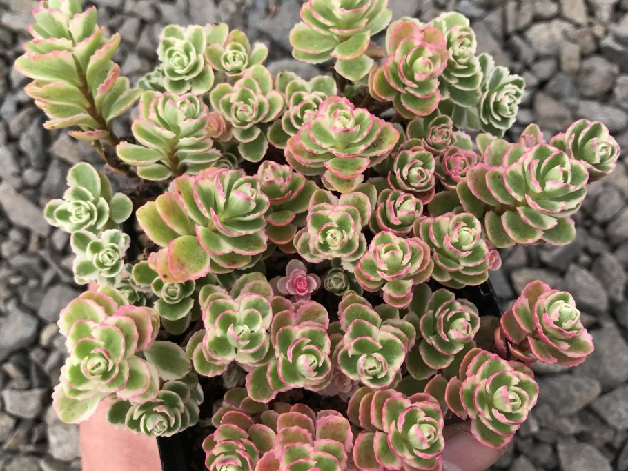 Седум (Очиток) лопатчатолистный пурпуреум