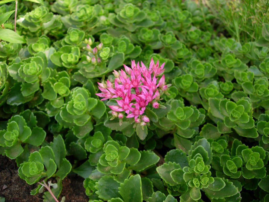 Очиток Бертрам Андерсон