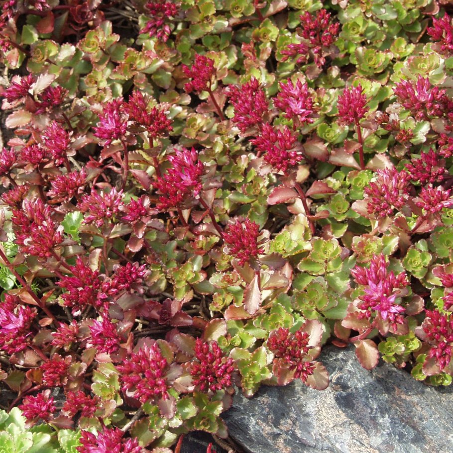 Седум ложный Розеум