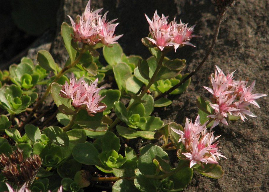 Очиток изумрудный