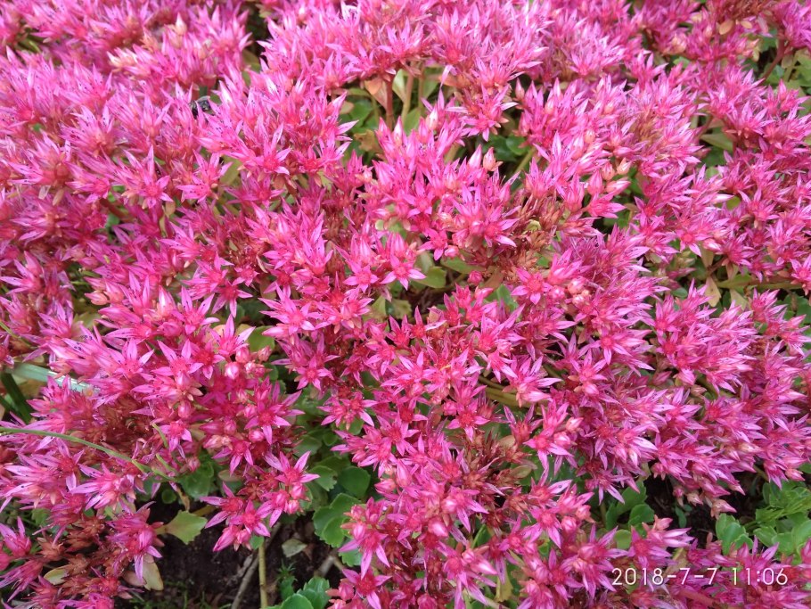 Очиток ложный Розеум