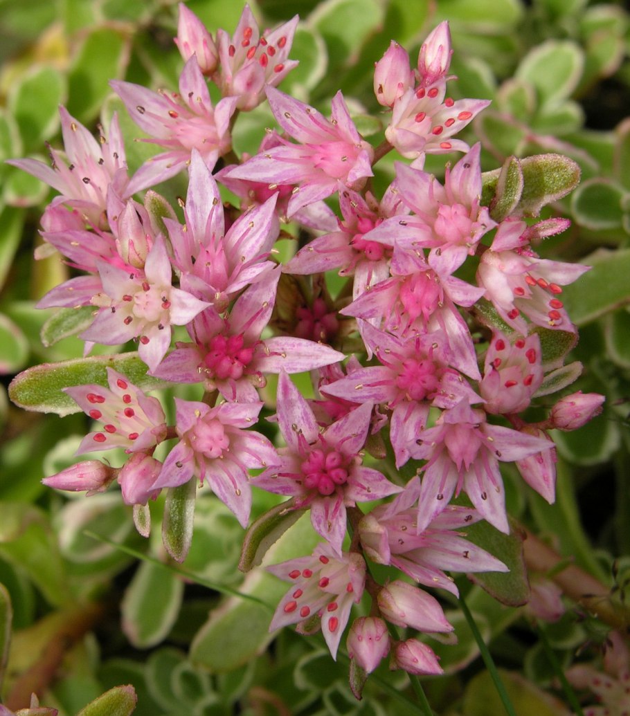 Очиток Эверест