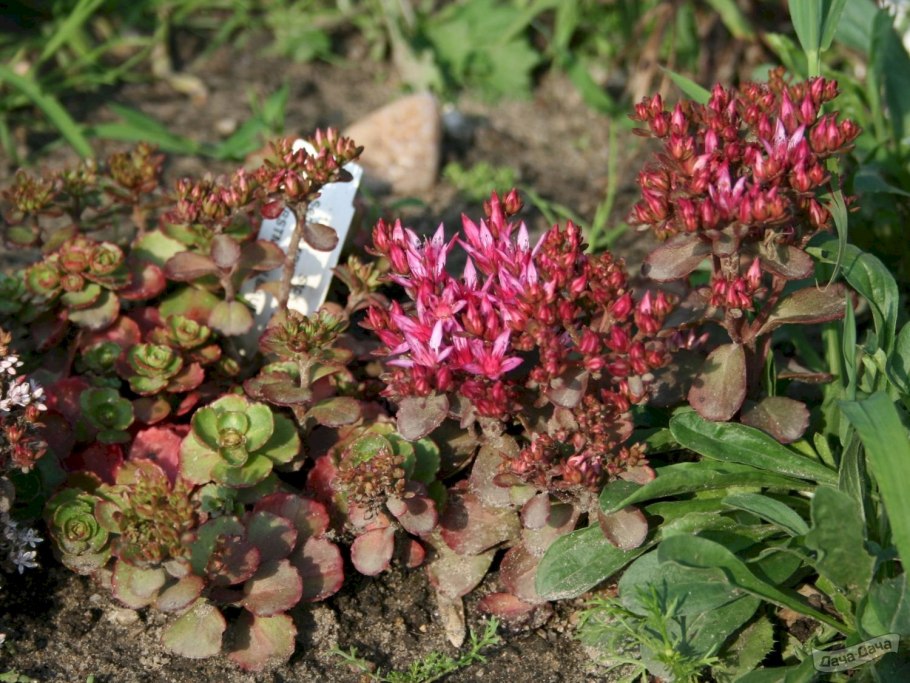 Седум Очиток ложный