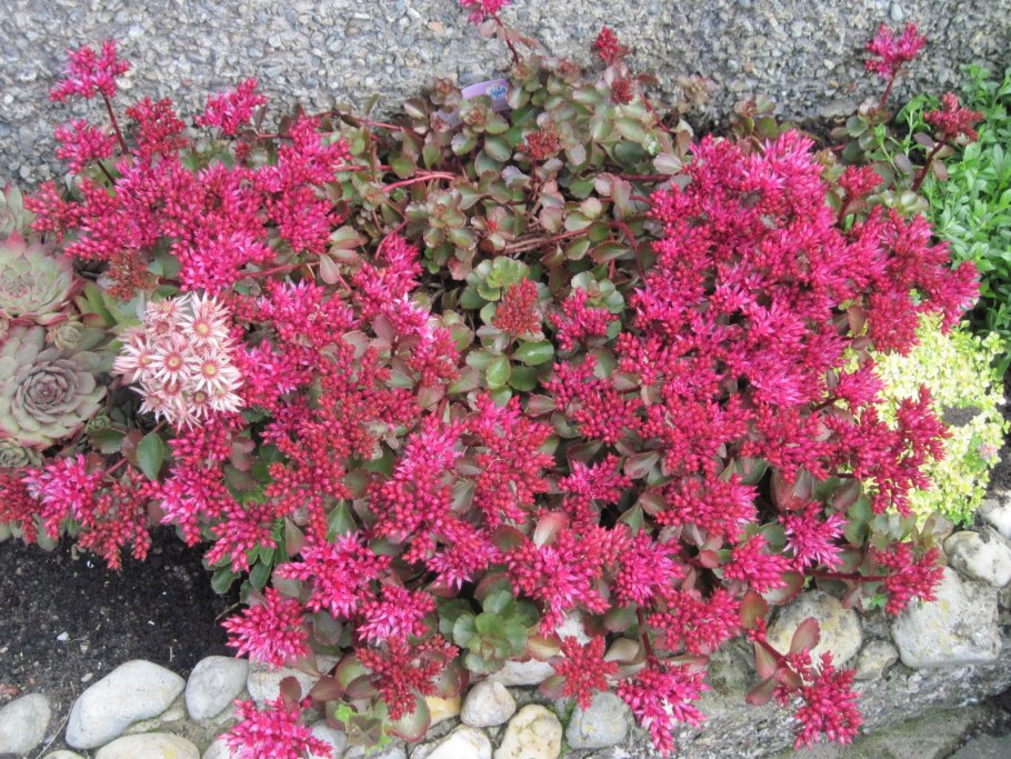 Седум Спириум