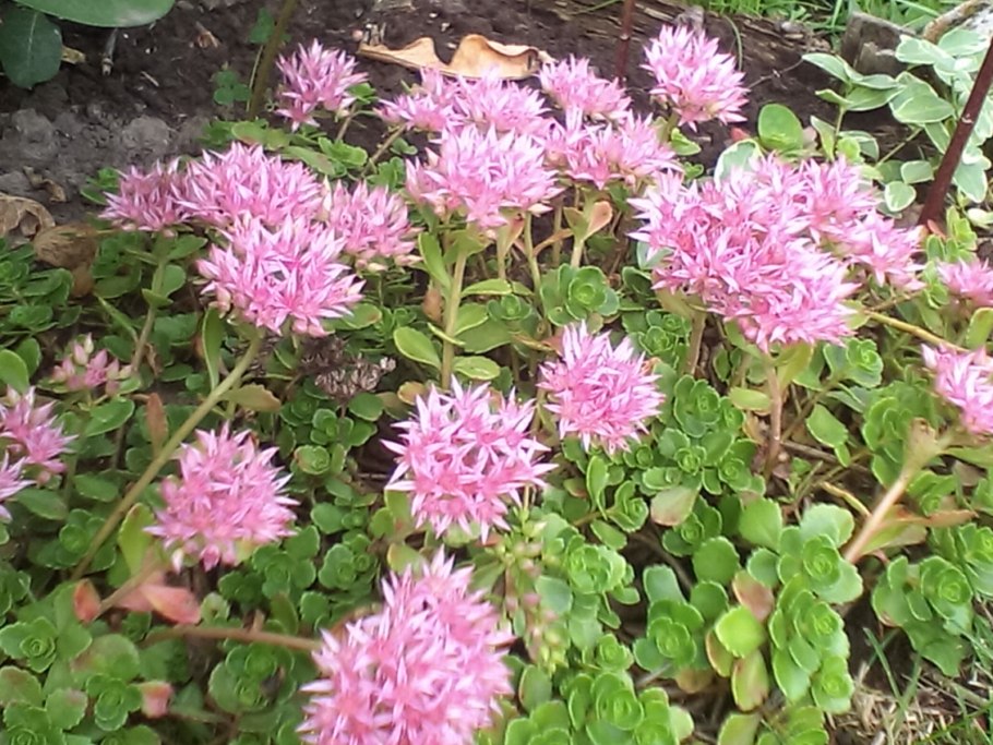 Очиток розеум