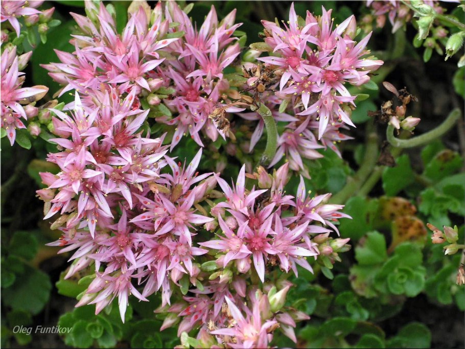 Очиток ложный кровь дракона