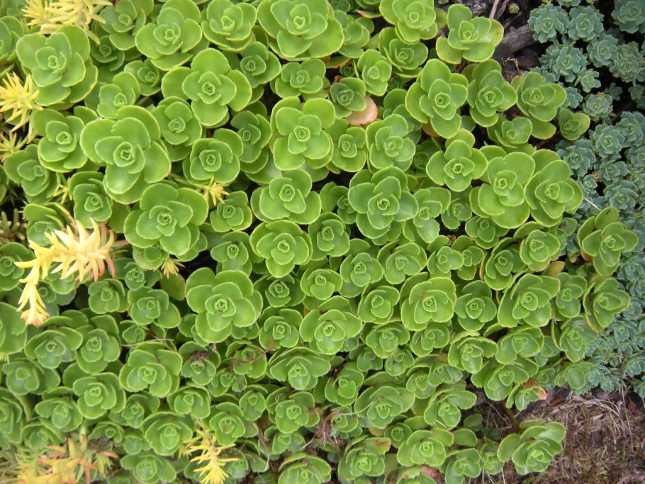 Седум ложный Розеум