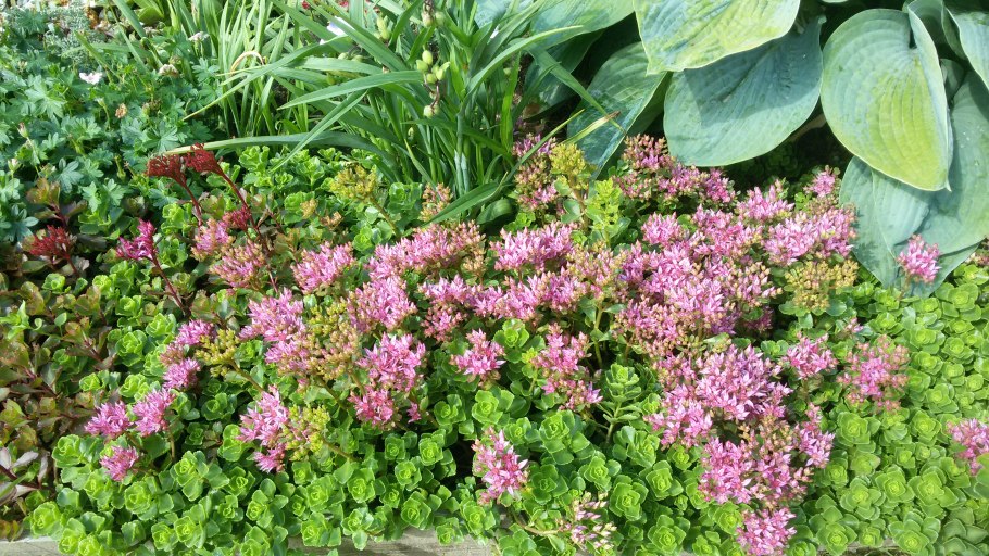 Очиток ложный альбум