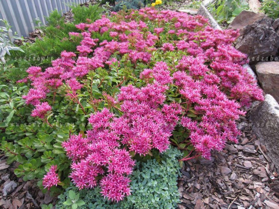 Очиток ложный (Sedum spurium &#96;Roseum&#96;)