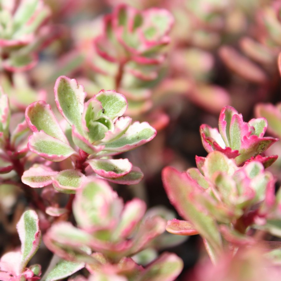 Седум Очиток ложный