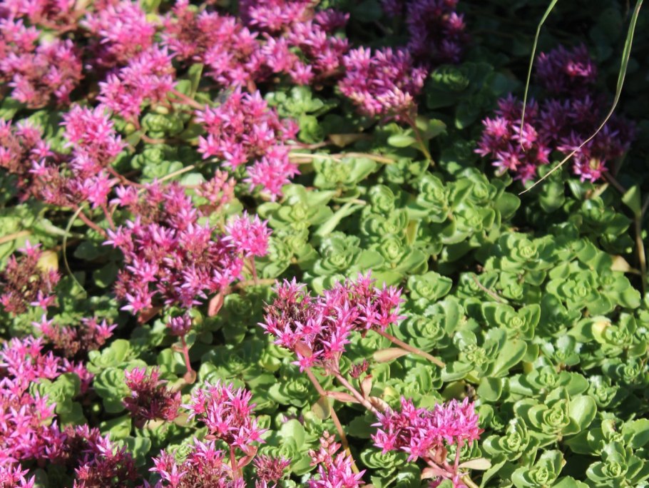 Очиток ложный (sedum spurium &#96;voodoo&#96;)