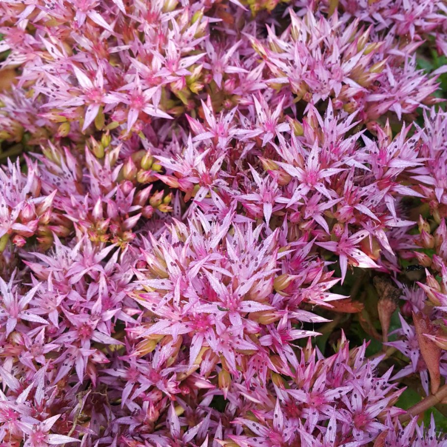 Очиток Sedum spurium
