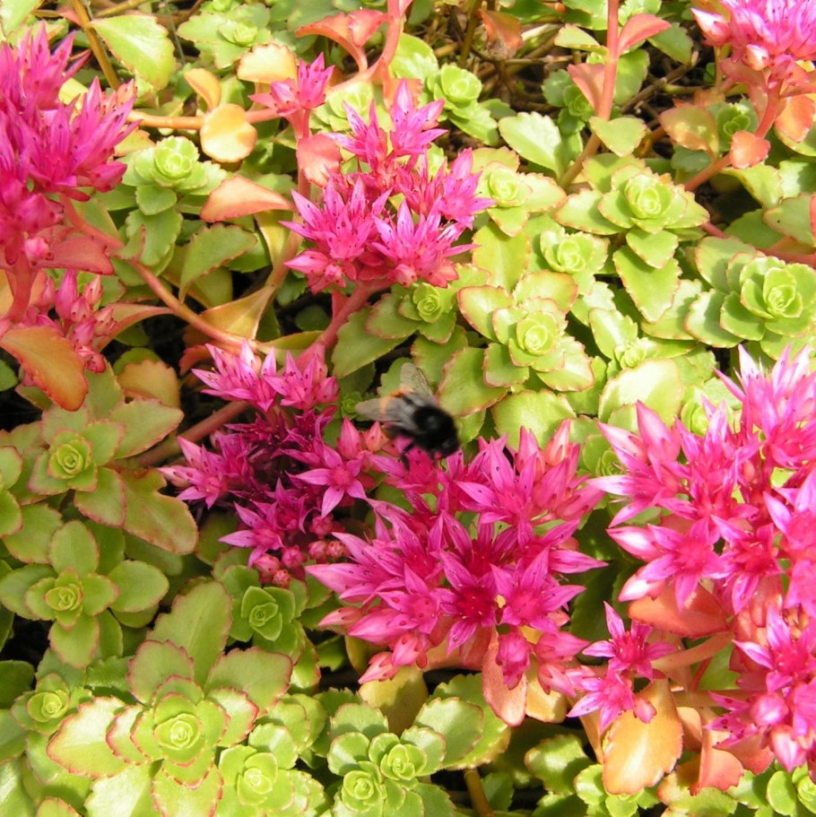 Очиток ложный Розеум