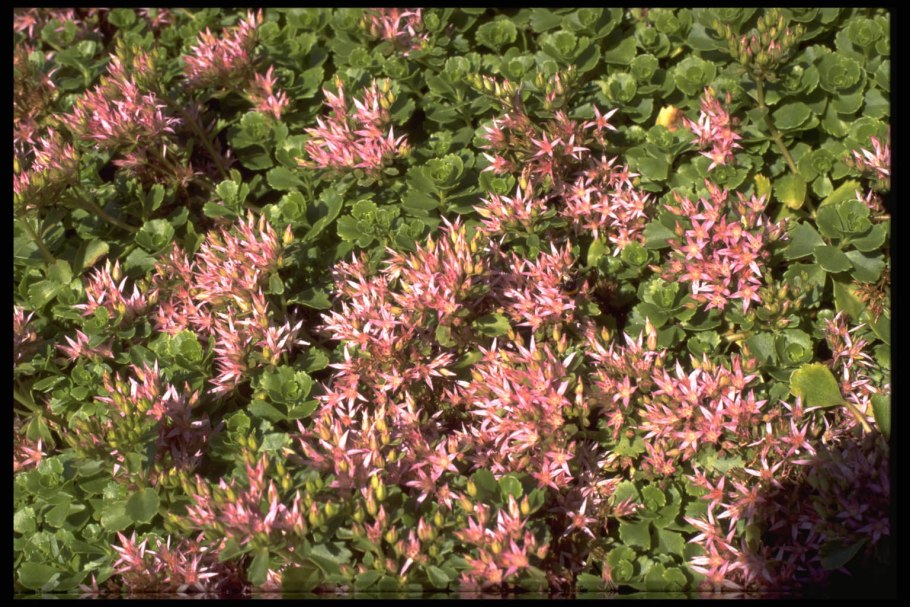 Седум ложный «Fuldaglut», «Султан»