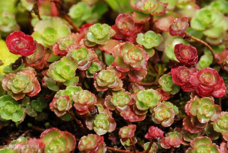 Седум (Очиток) пурпурный ковер