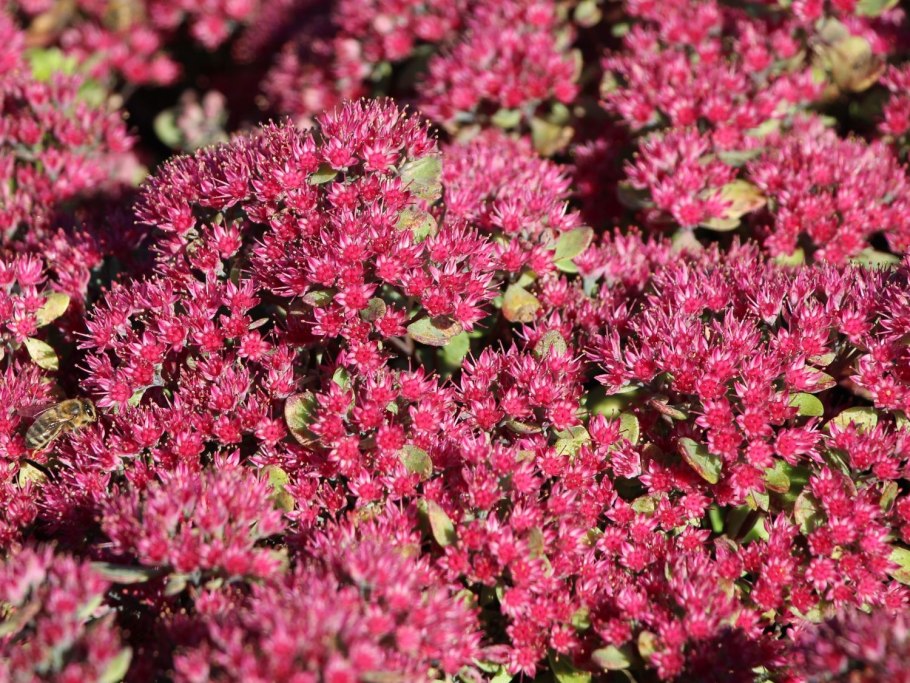 Очиток ложный Розеум