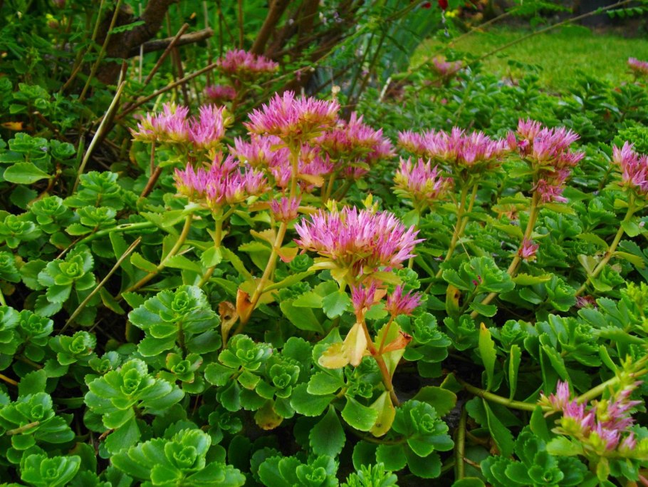 Очиток ложный (Sedum spurium &#96;Roseum&#96;)