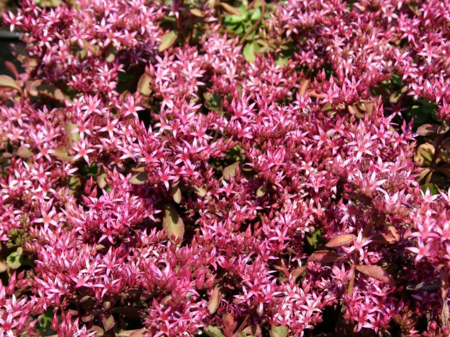 Седум очиток ложный