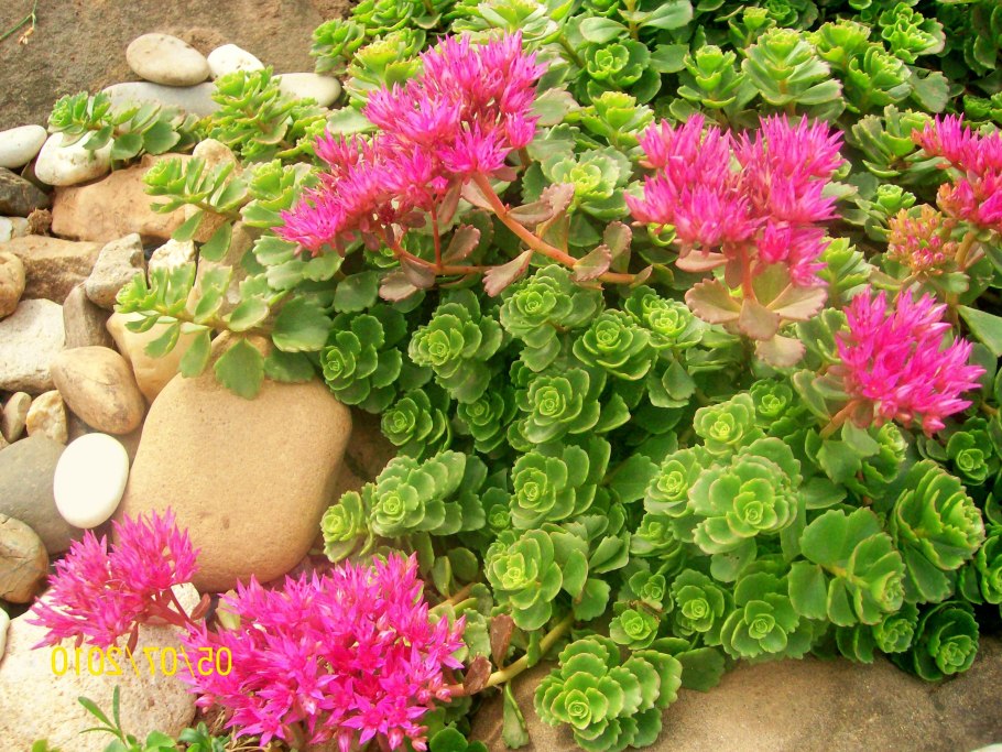 Очиток ложный (sedum spurium &#96;roseum&#96;)