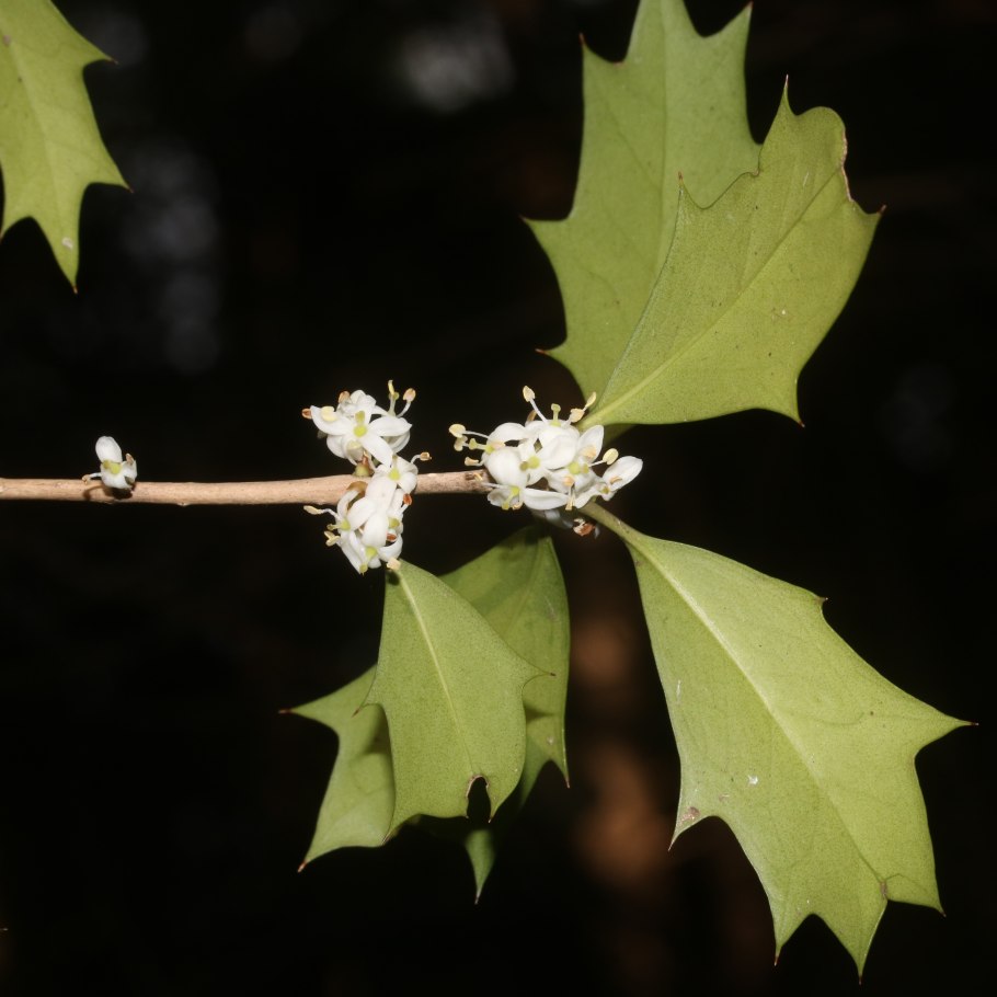 Osmanthus fragrans (османтус)