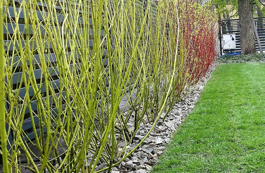 Дерен Флавирамеа