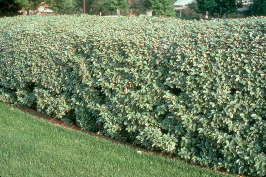 Дерен белый Элегантиссима Живая изг