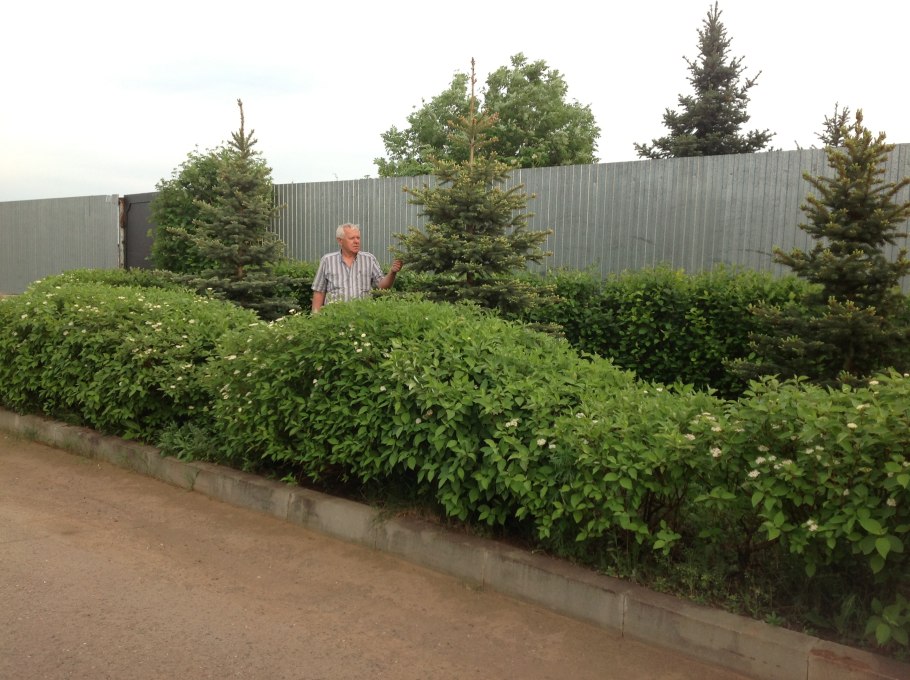 Дёрен белый Argenteomarginata