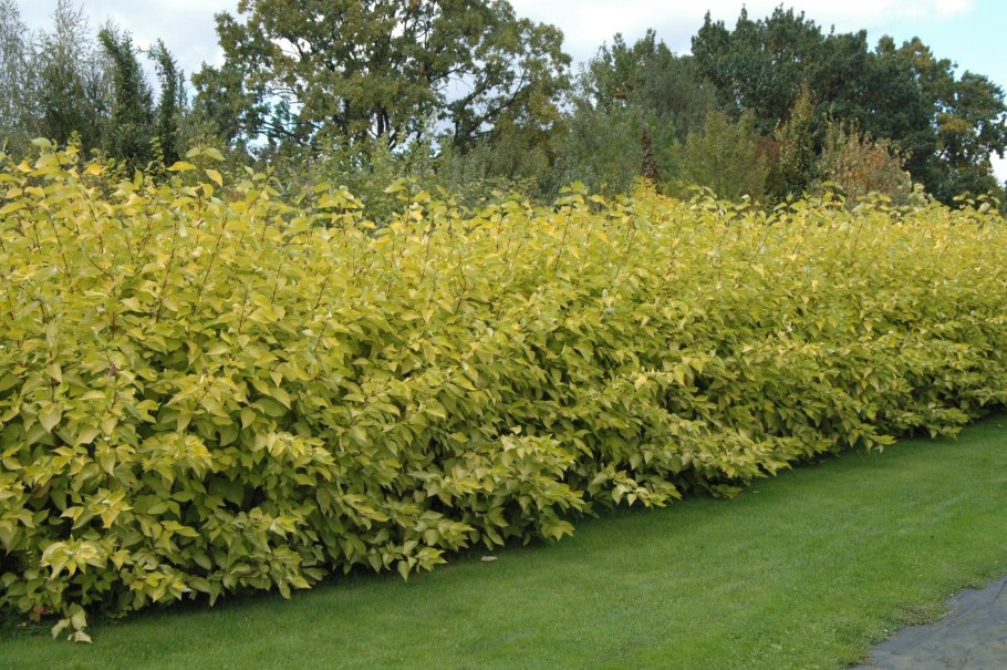 Дерен Элегантиссима Живая изгородь