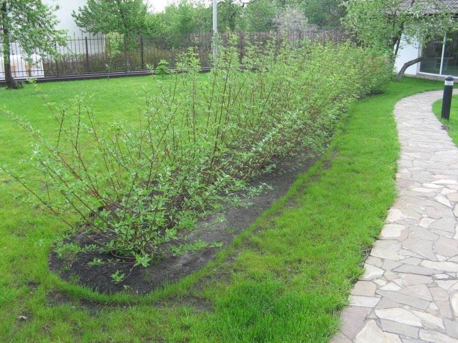 Дерен белый Элегантиссима