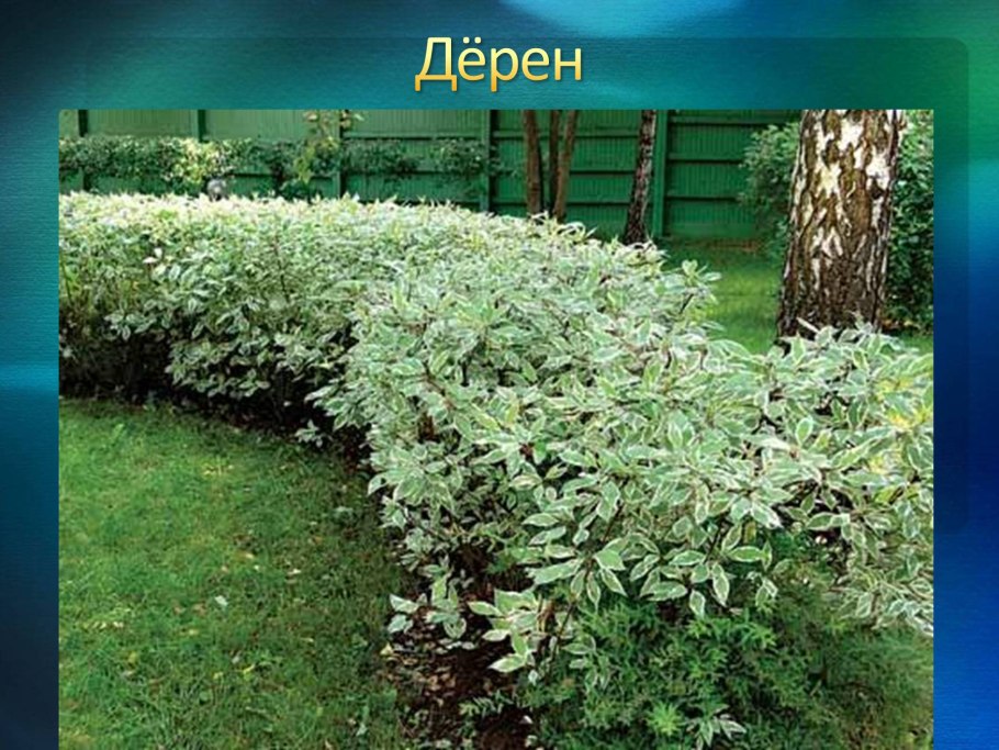 Дерен Ауреа