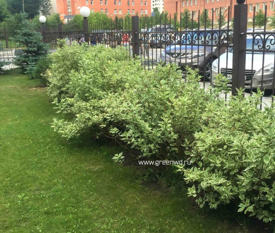 Спирея японская Ауреа