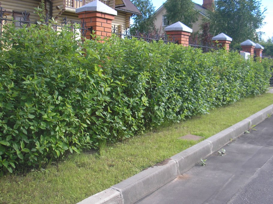 Дерен Элегантиссима изгородь