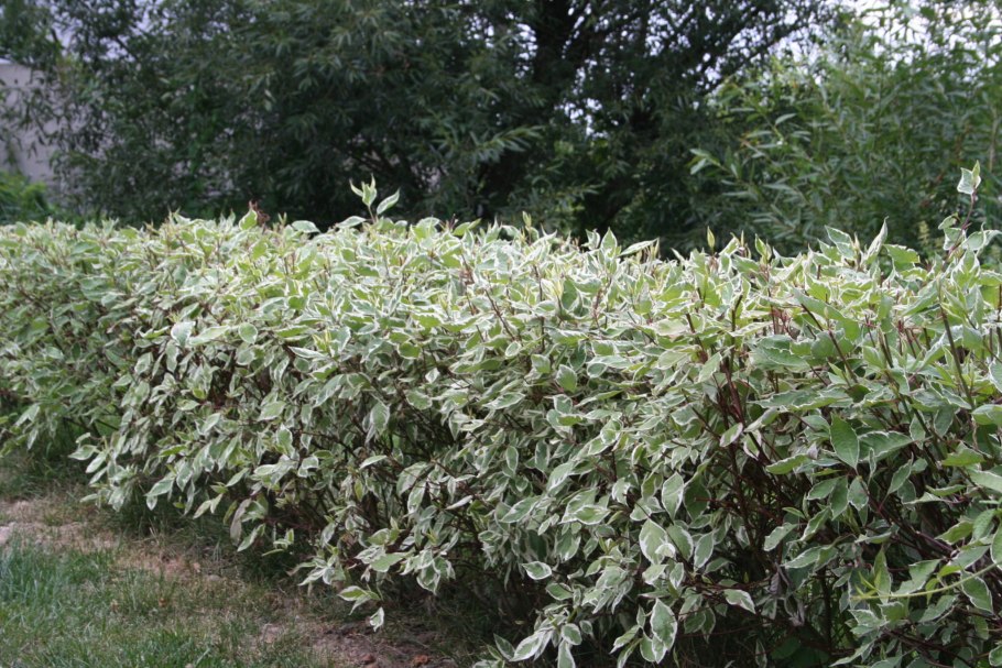 Туя и пузыреплодник