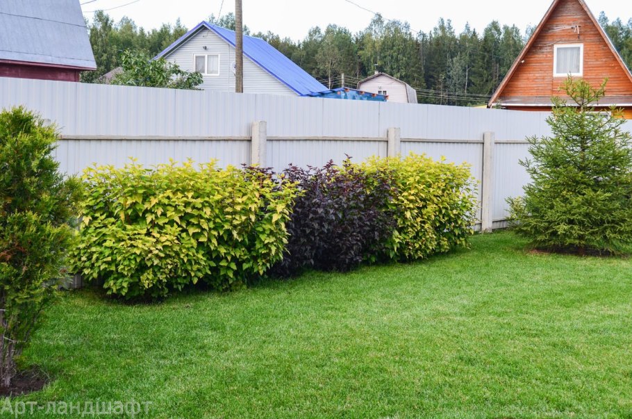 Дерен Ауреа