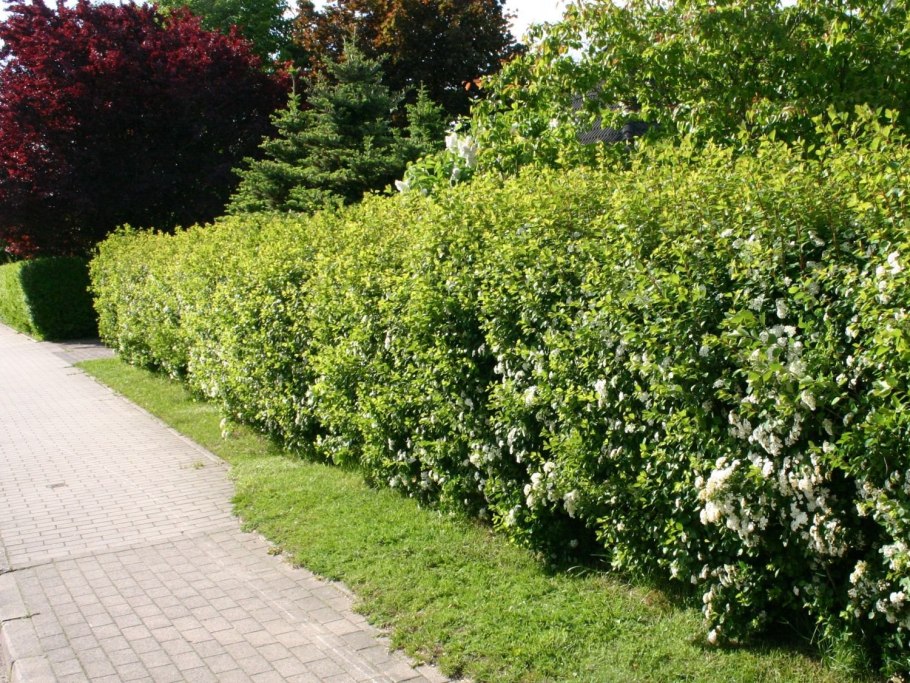 Дерен Элегантиссима с туей