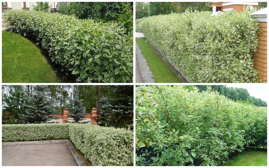 Дерен Сибирика Живая изгородь