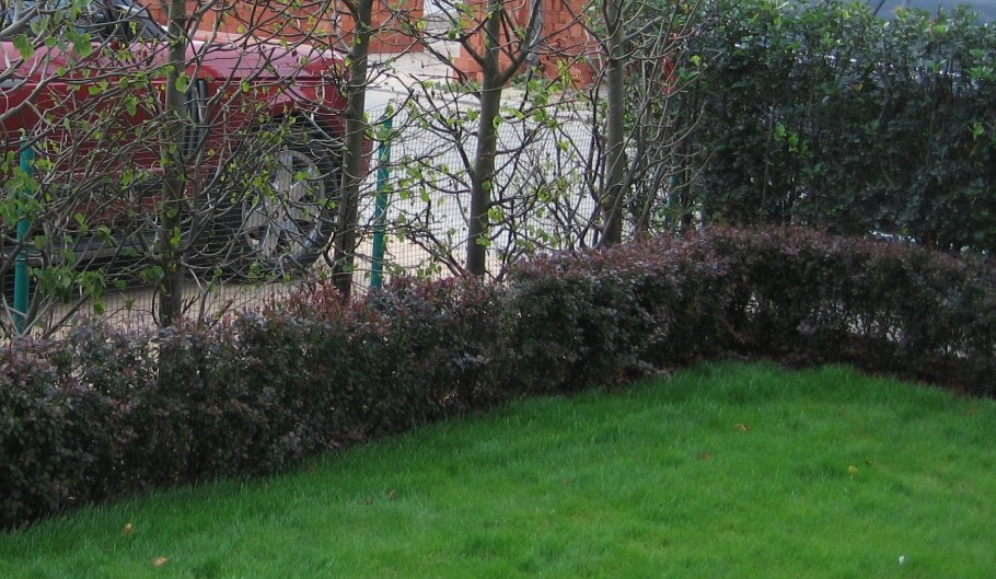 Дерен белый Ауреа