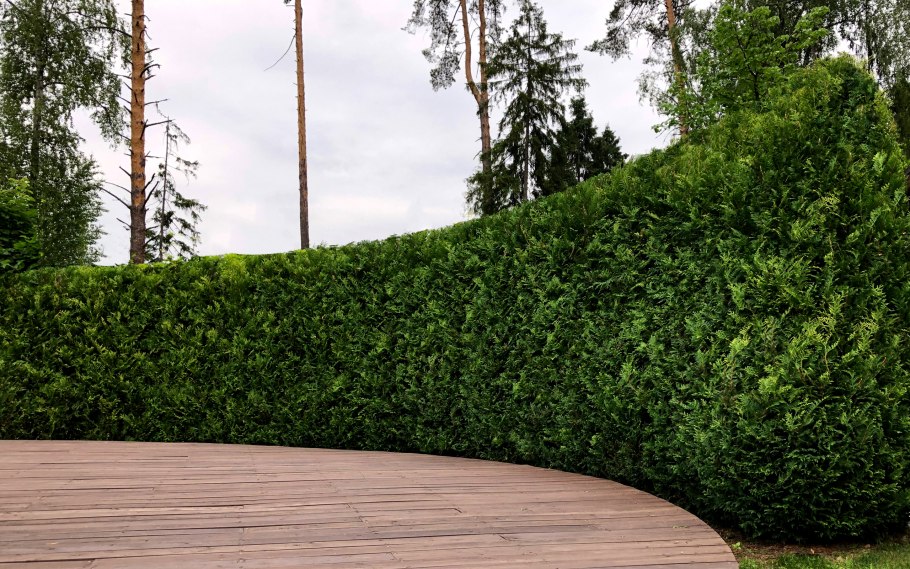 Дерен Сибирика изгородь