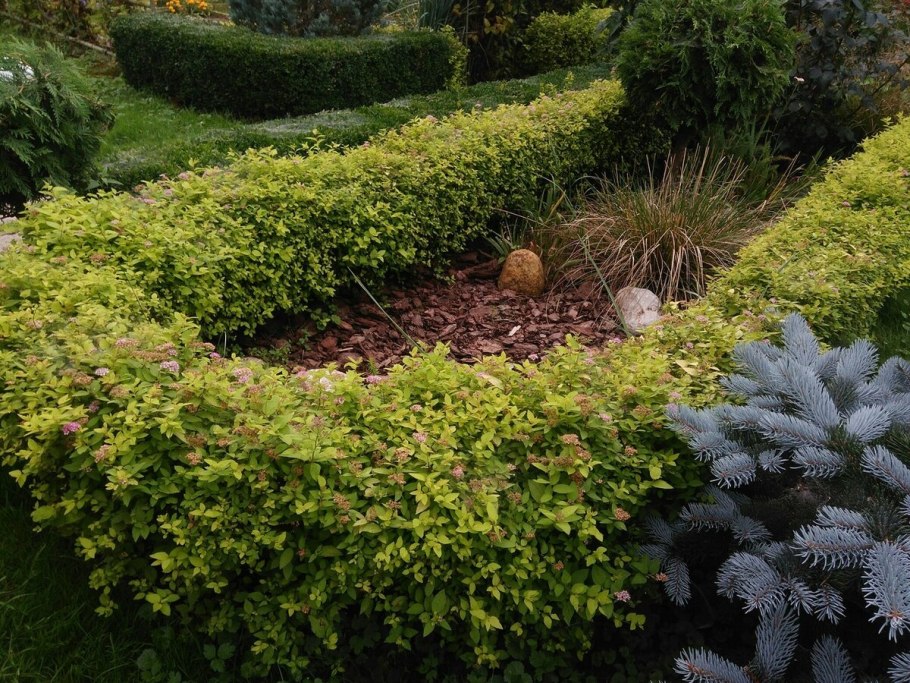 Пузыреплодник калинолистный Диаболо