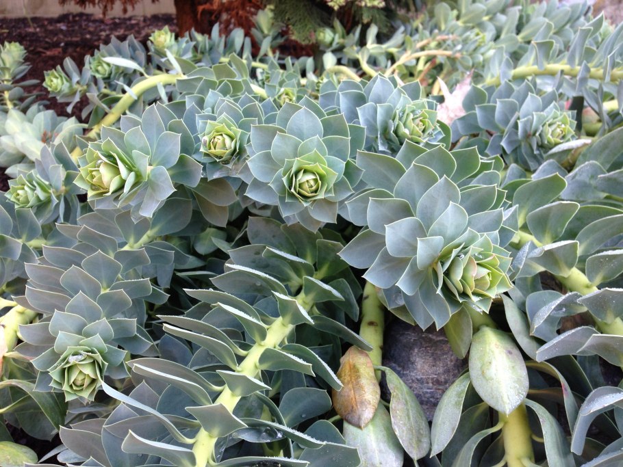 Молочай миртолистный Euphorbia myrsinites