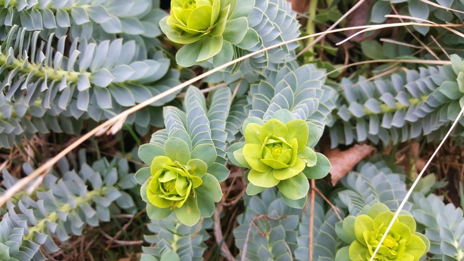 Молочай myrsinites