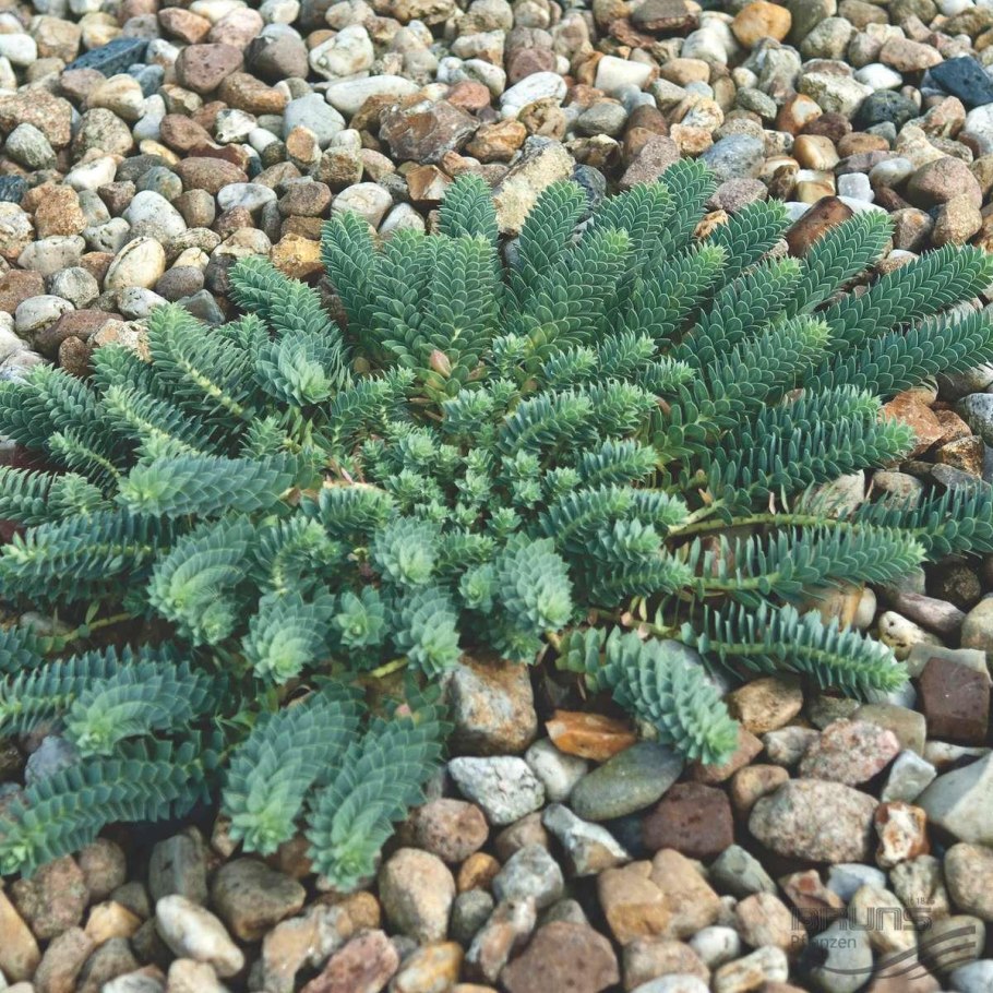 Молочай калифорнийский