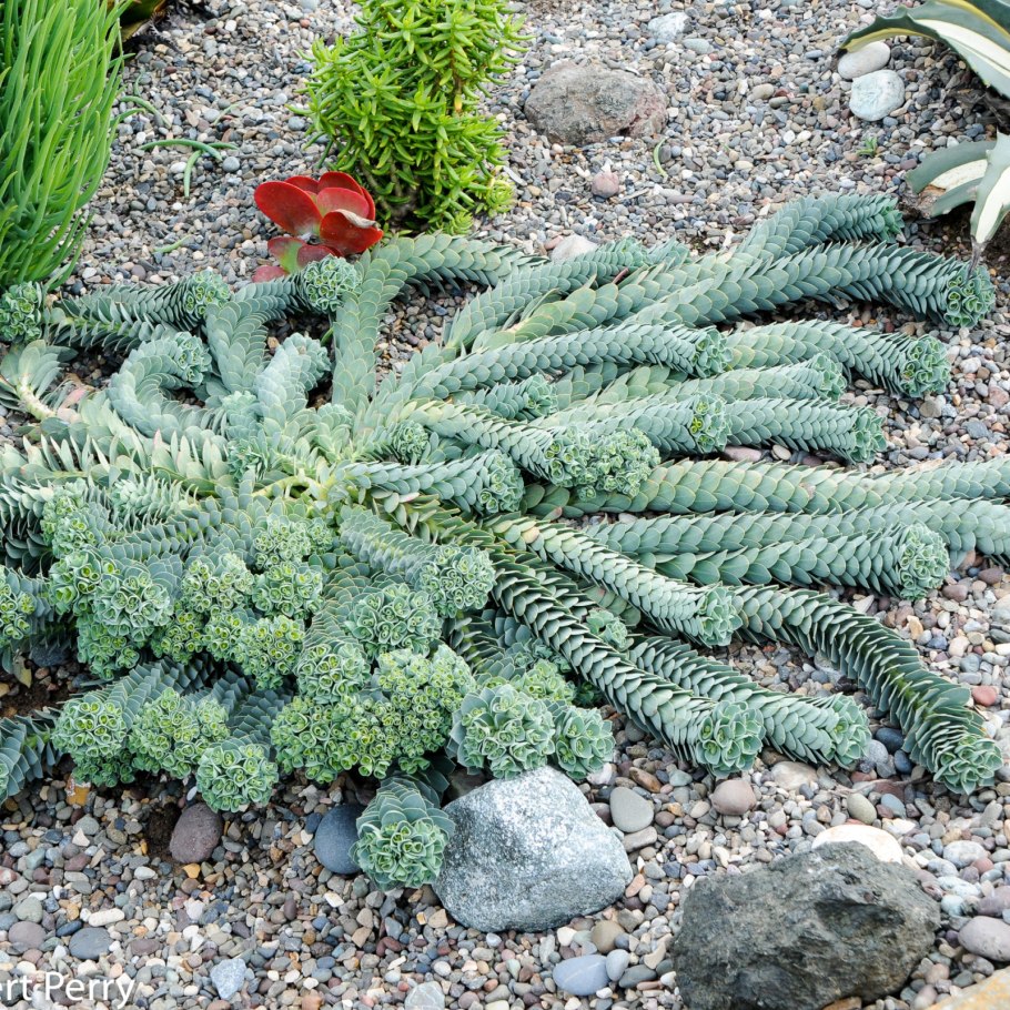 Эуфорбия миртолистная