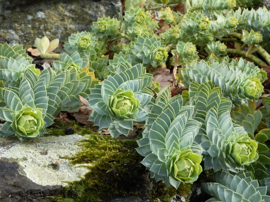 Молочай myrsinites