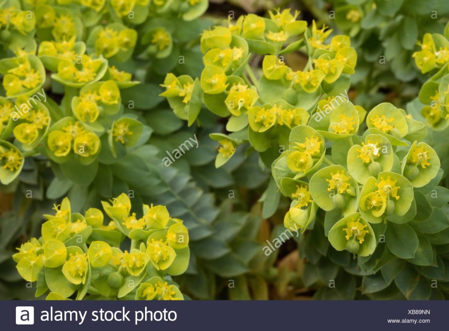 Молочай харациас