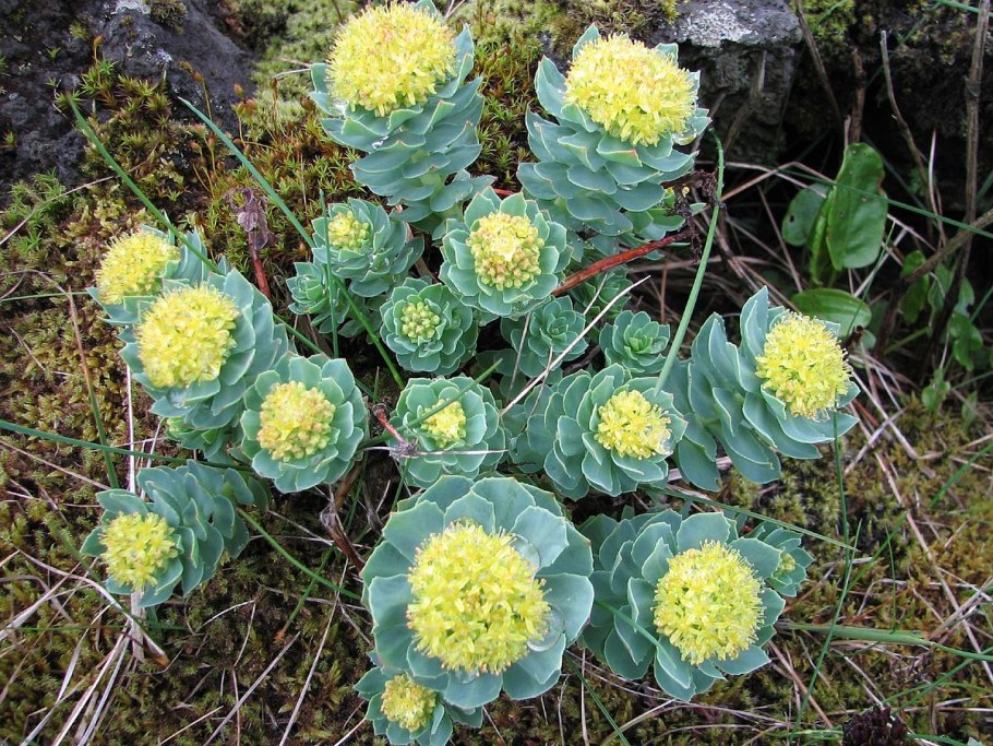 Молочай мирсинитес