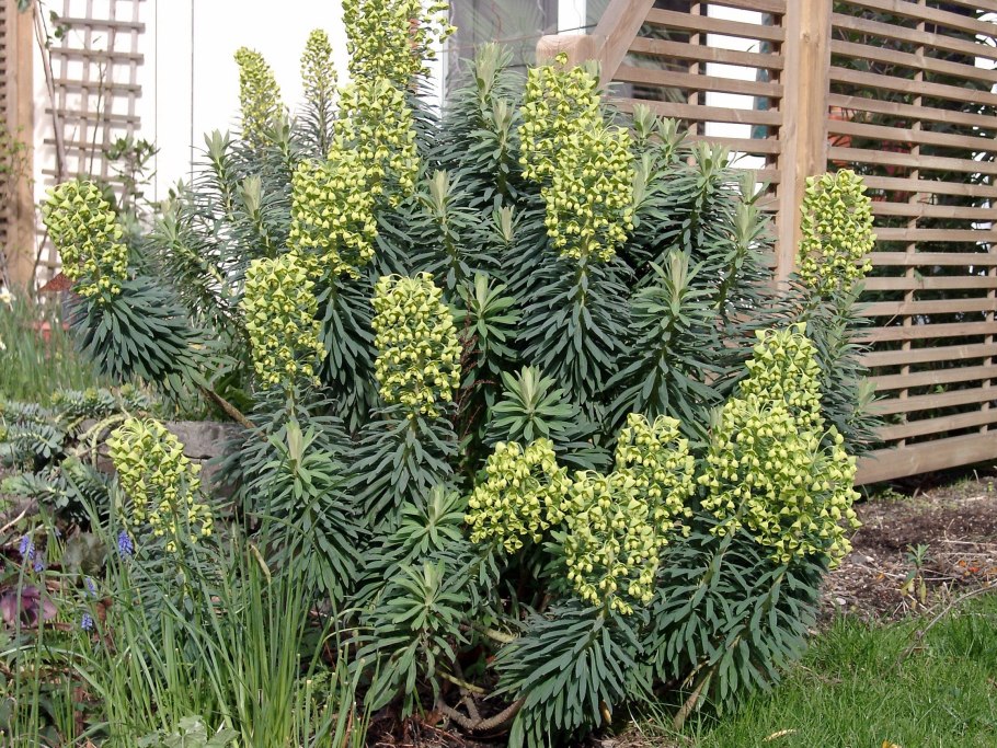 Молочай миртолистный Горшечное растение